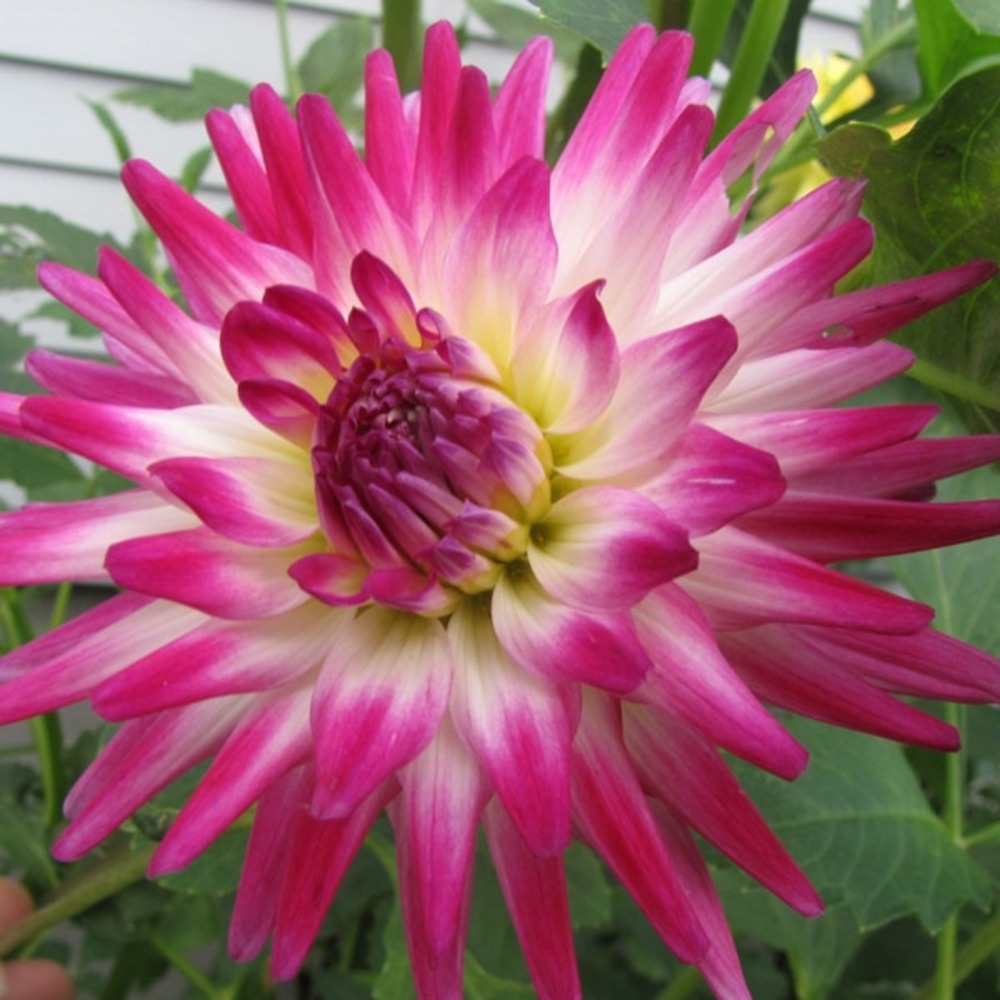 Dahlia cactus 'hayley jane' bulbe calibre i
