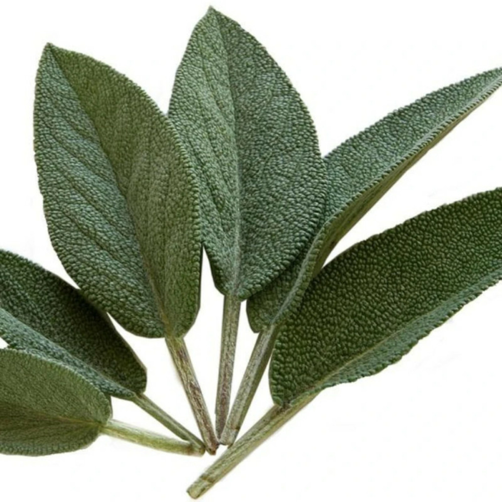 Sauge officinale pourpre - prêt à consommer pot de 1 litre