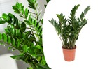 Zamioculcas zamiifolia - plante zz - pot 17cm - hauteur 55-65cm