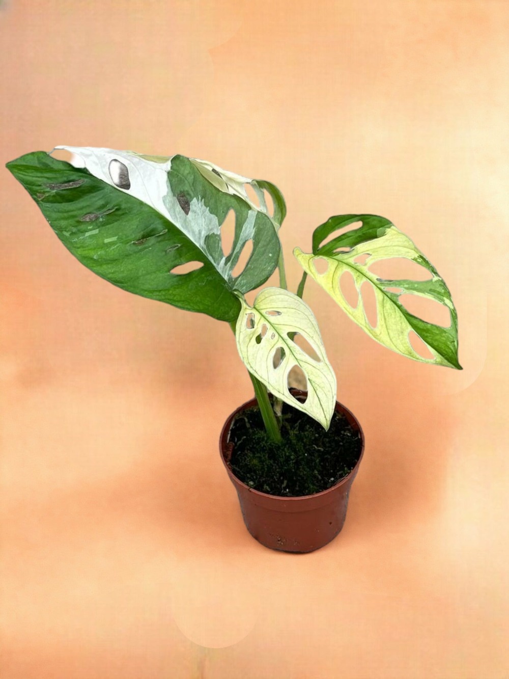 Plante d'intérieur - monstera adansonii variegata 15cm