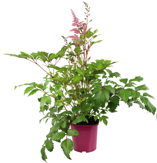 Astilbe pot 2 l