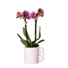 Orchidées colibri phalaenopsis rose violet - el salvador + pot décoratif happy mug blanc - taille du pot 9cm - 40cm de haut