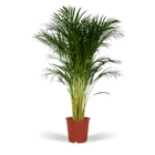 Plante d'intérieur - palmier areca xl  h120cm 120cm