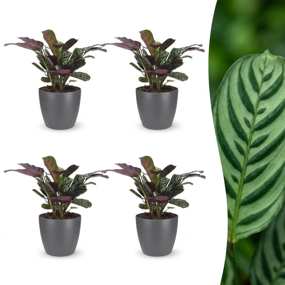 Ctenanthe burle marxii - plante dormeuse - arête de poisson - pot de 12cm