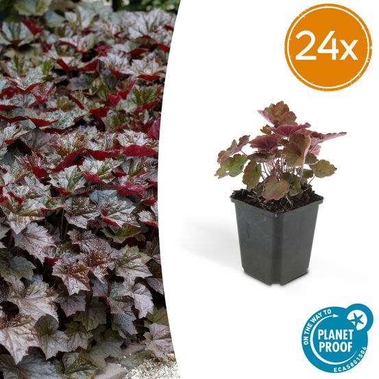Lot de 24 - heuchera mic. 'palace violet' - h10-25 cm