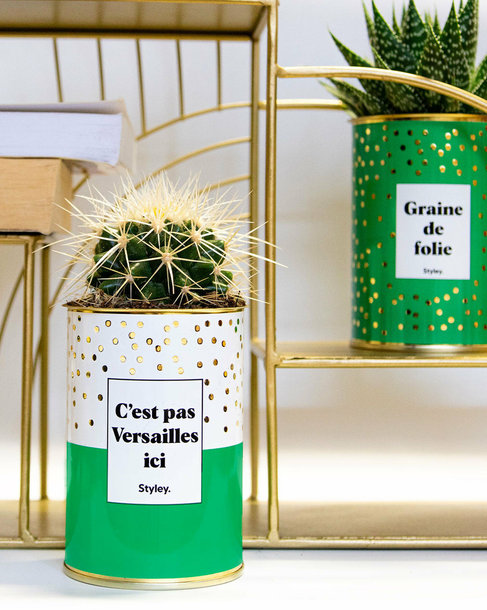 Plante facile à entretenir - c'est pas versailles ici - cactus
