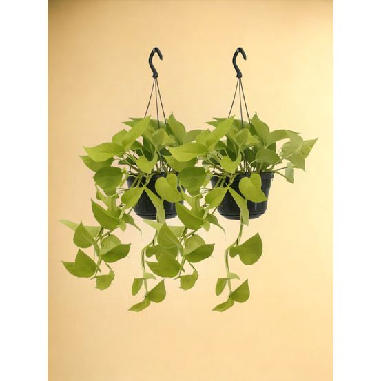 Lot de 2 - epipremnum golden pothos (scindapsus) - h25 cm