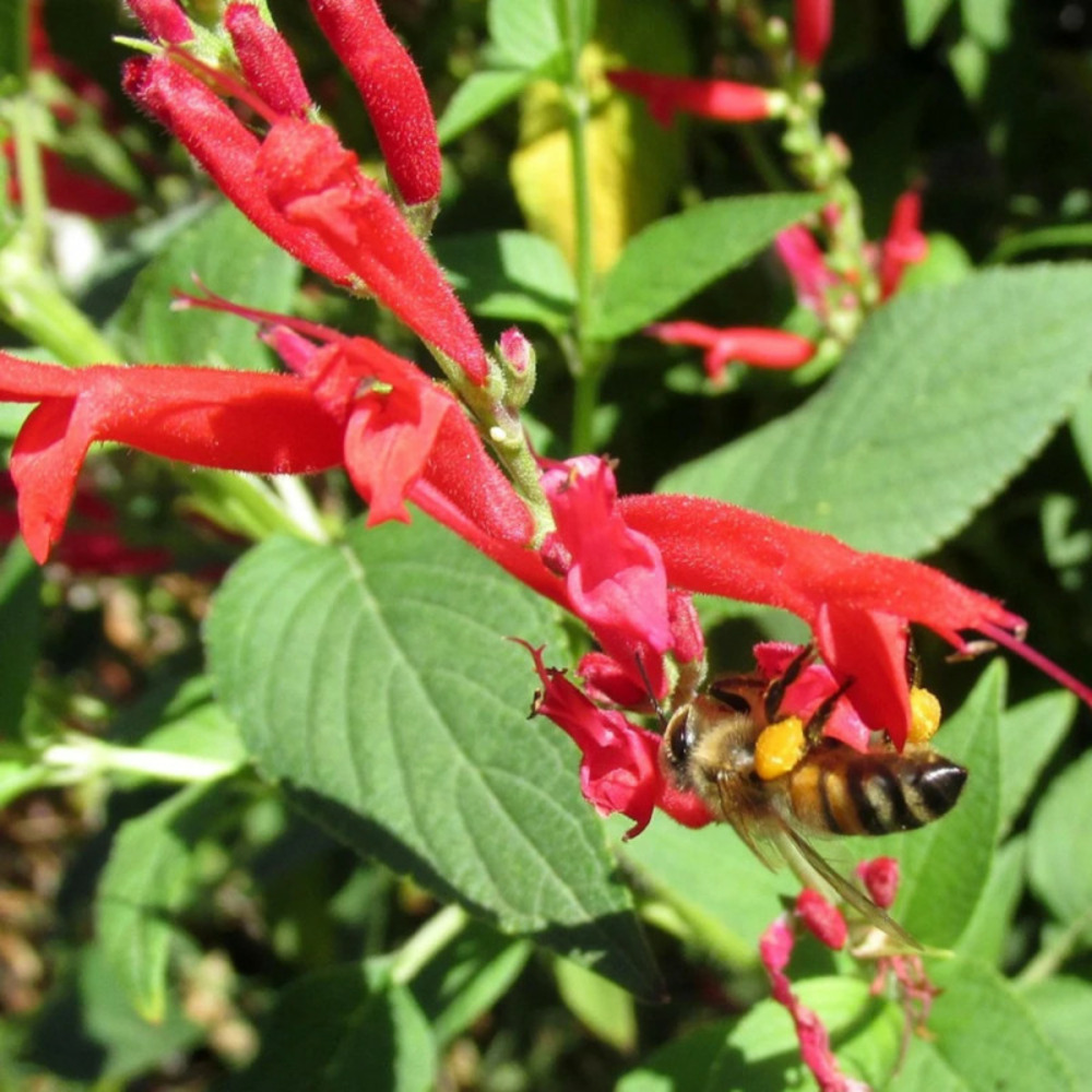 Sauge ananas - prêt à consommer pot de 1 litre