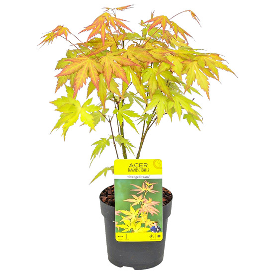 Acer palmatum 'orange dream' - érable du japon - feuillage orange - 20-30 cm de haut - pot 10,5 cm