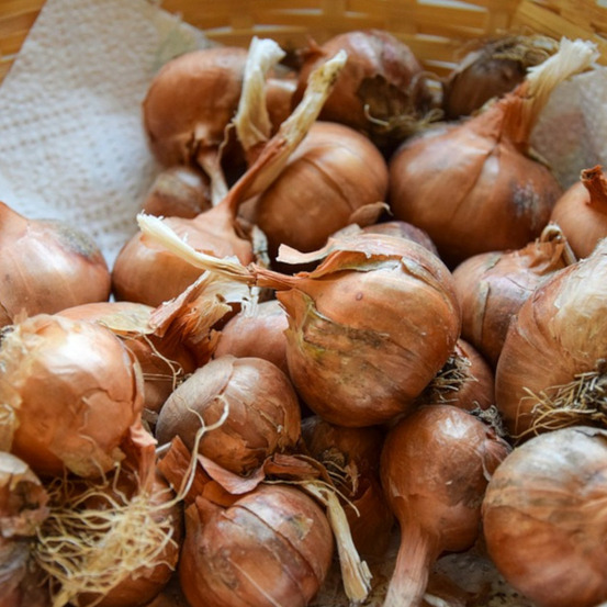 Plants d'échalotes red sun sachet de 500 grammes