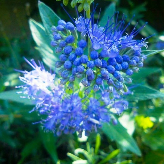 CARYOPTERIS GF H13A25-(766741)