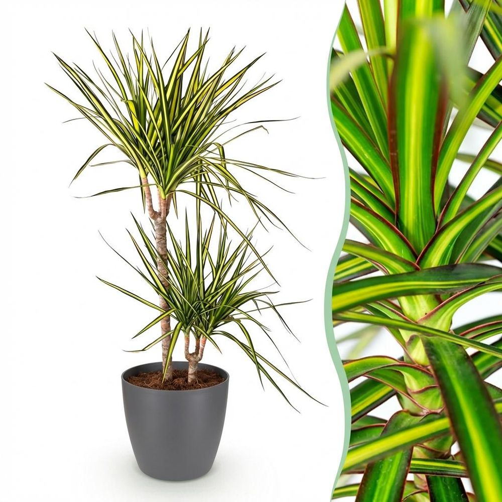 Dracaena sunray - plantes d'intérieur
