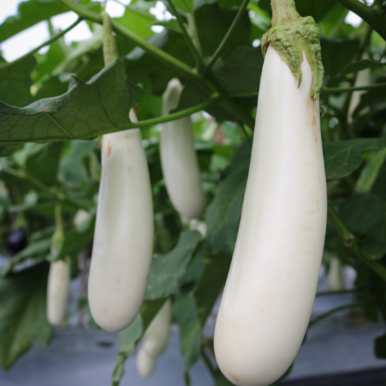 Plant aubergine blanche clara en pot