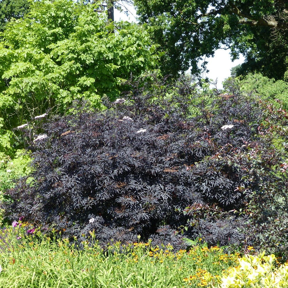 Sureau noir 'black lace'® pot de 2l/3l