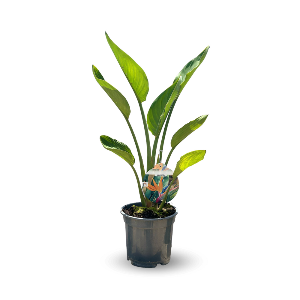 Strelitzia reginae - oiseau de paradis - plante méditerranéenne - ↕ 80-90 cm - ⌀ 18 cm - plante d'extérieur