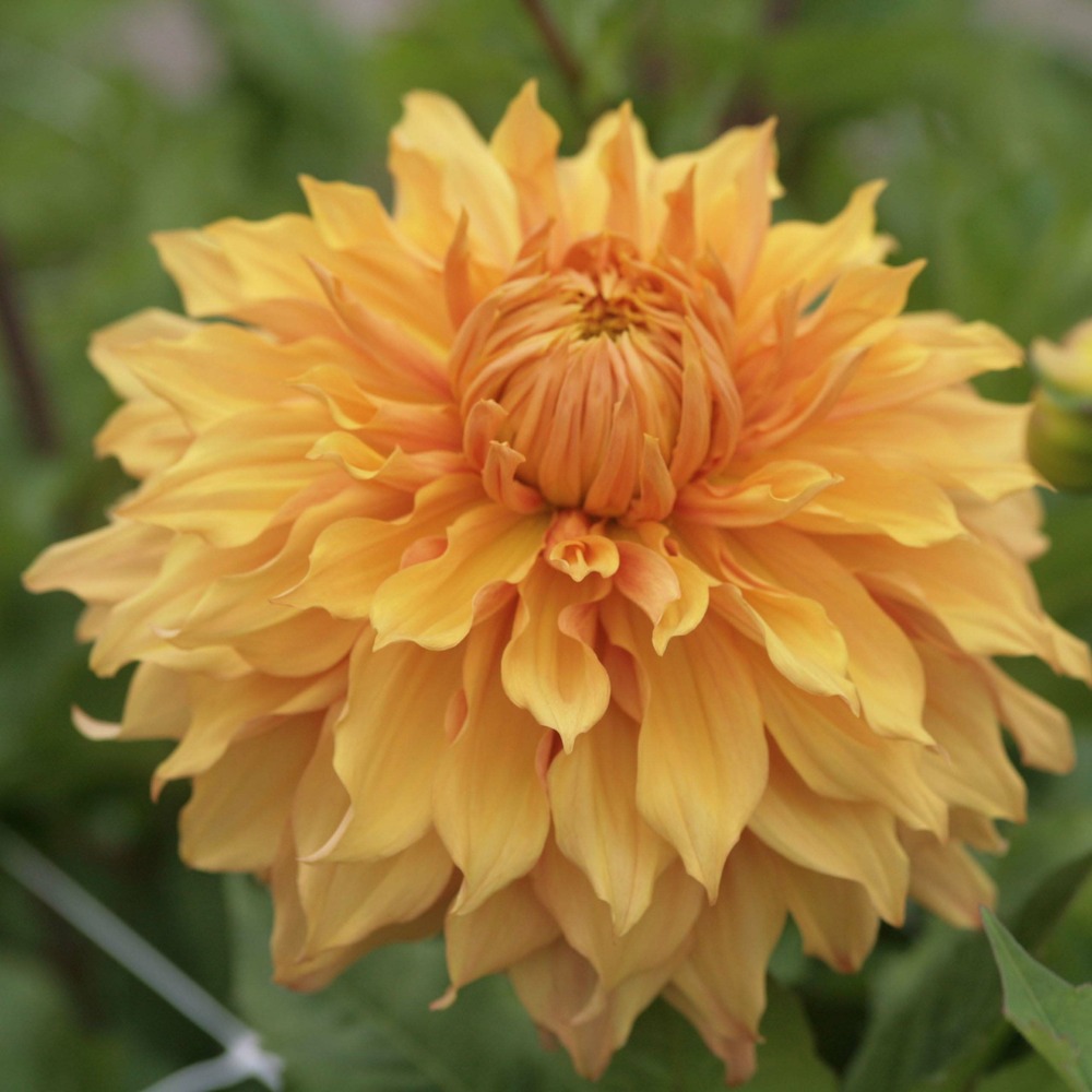 Dahlia géant décoratif 'hamari gold' bulbe calibre i