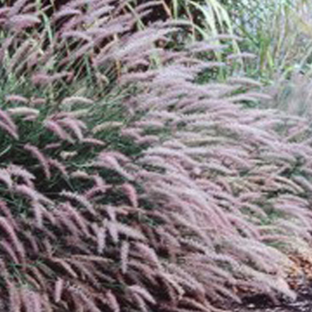 6 x herbe aux écouvillons - pennisetum viridescens  - godet 9cm x 9cm