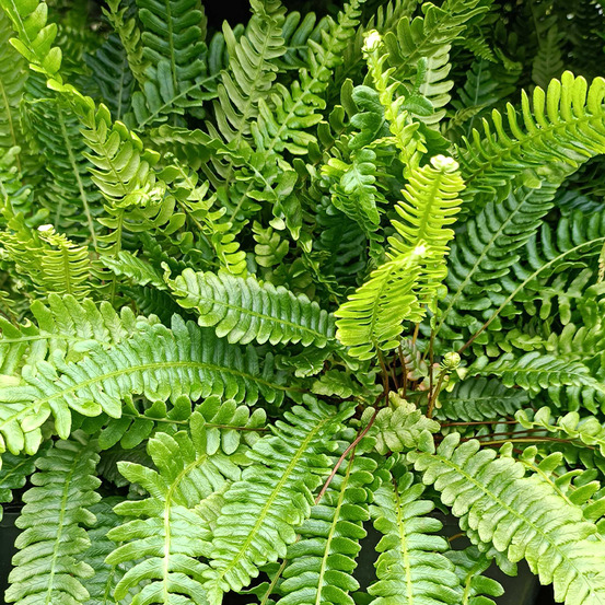 Blechnum en épi godet de 8/9 cm