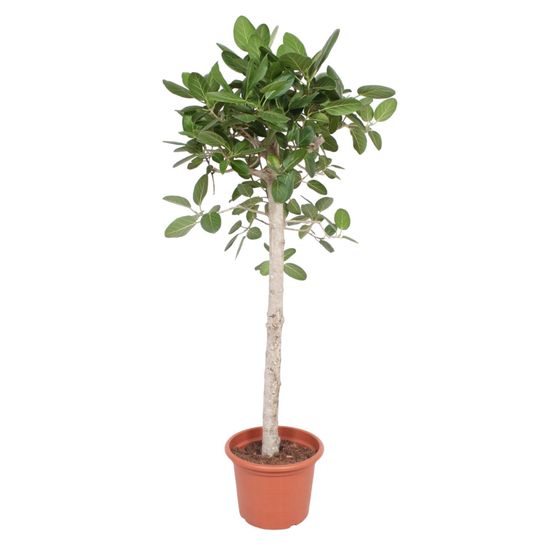 Ficus benghalensis arbre - h180-190 cm - ø40 cm