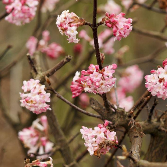2 x viorne d'hiver 'charles lamont' - viburnum bodnantense 'charles lamont' - 50-60 cm pot