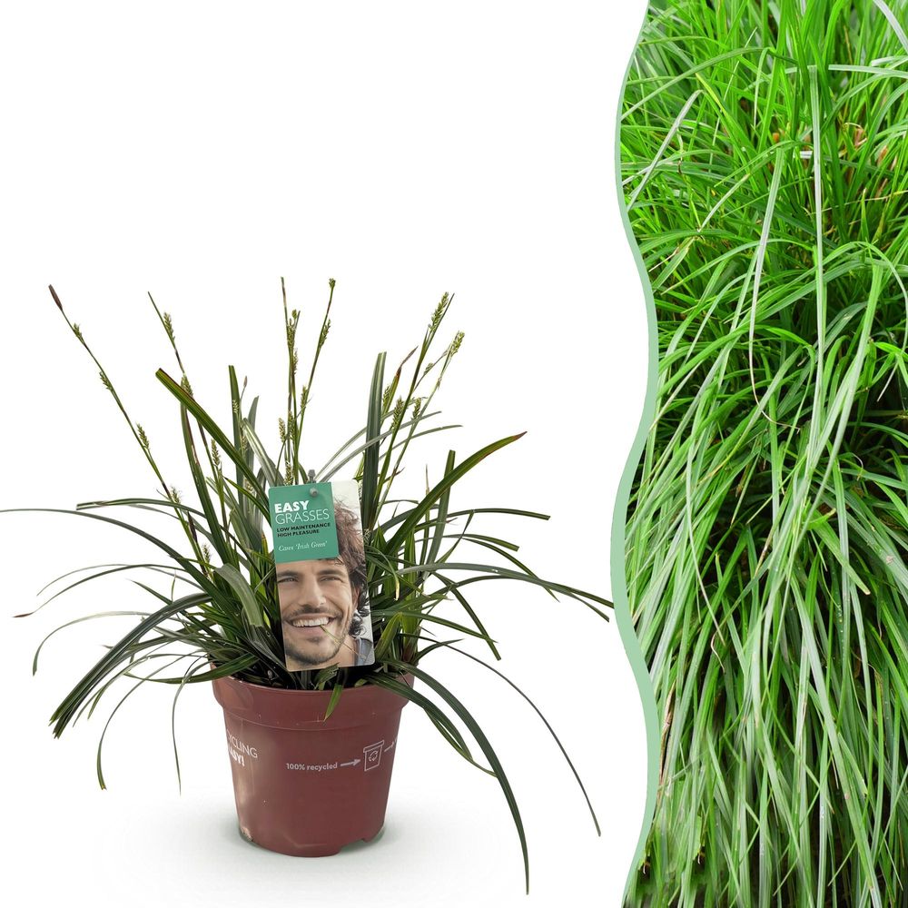 Laîche 'intense green' - pot 17 cm - hauteur 50 cm