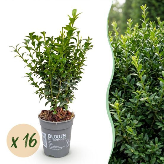 Buis - lot de 16 - pot 9 cm - hauteur 20-25 cm - plante d'extérieur
