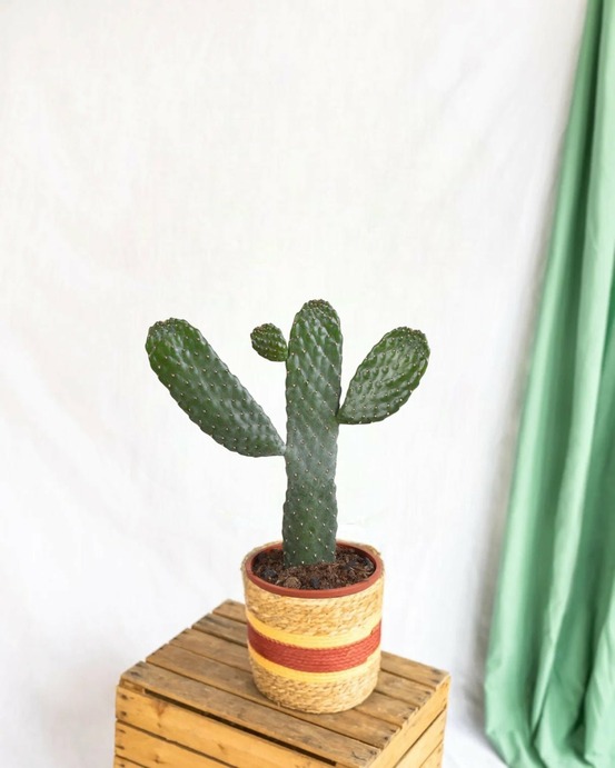 Opuntia consulea - cactus d'intérieur