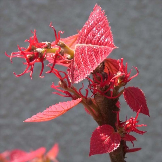 Alchornea davidii pot de 3l/4l