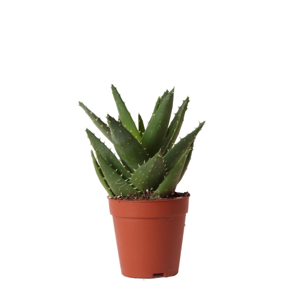 Aloë brevifolia h20cm - succulente