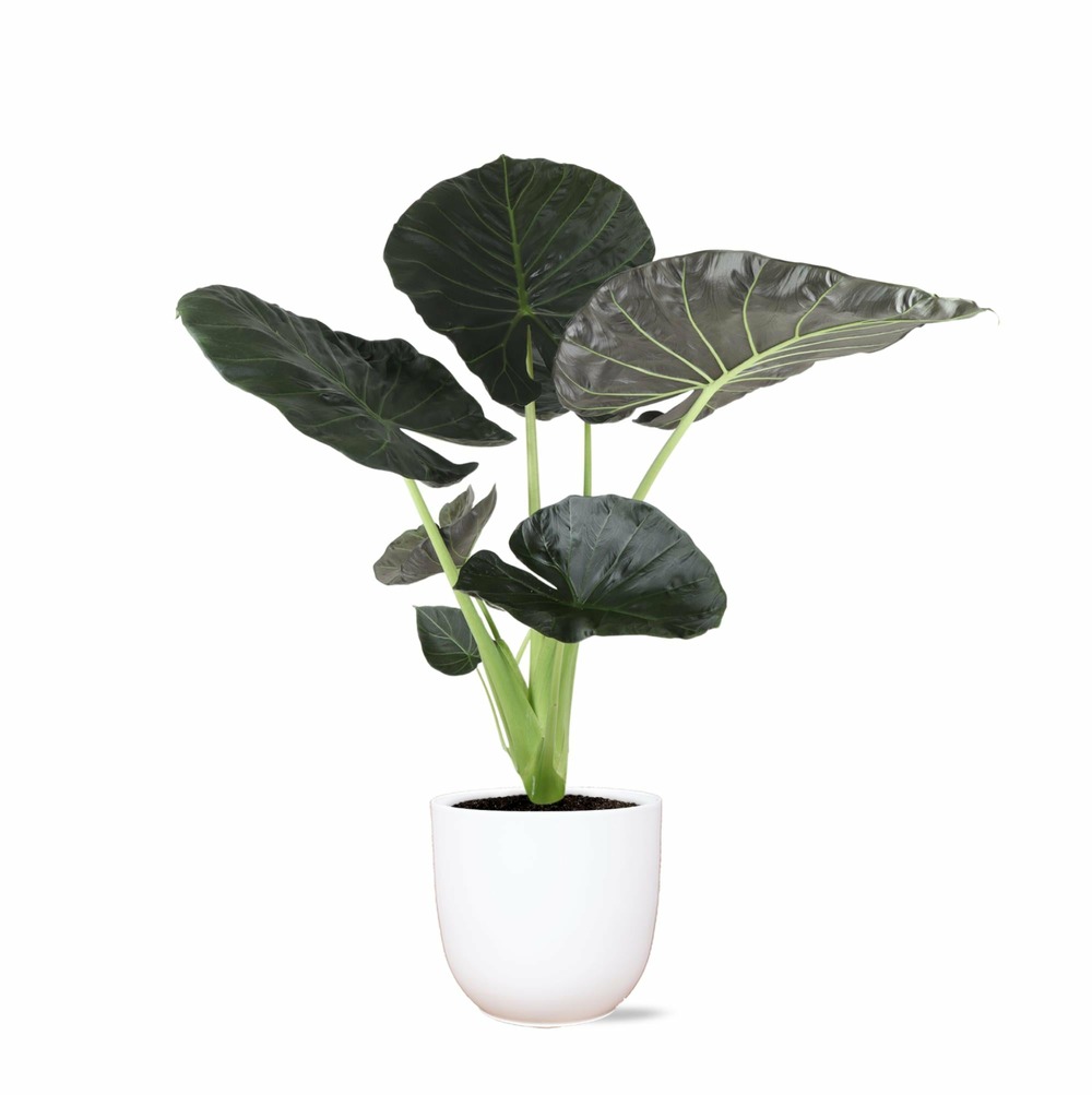 Alocasia regal shield et son pot blanc - hauteur 100cm
