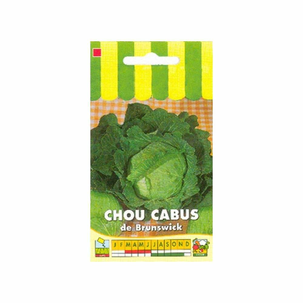 Graines de chou cabus de brunswick
