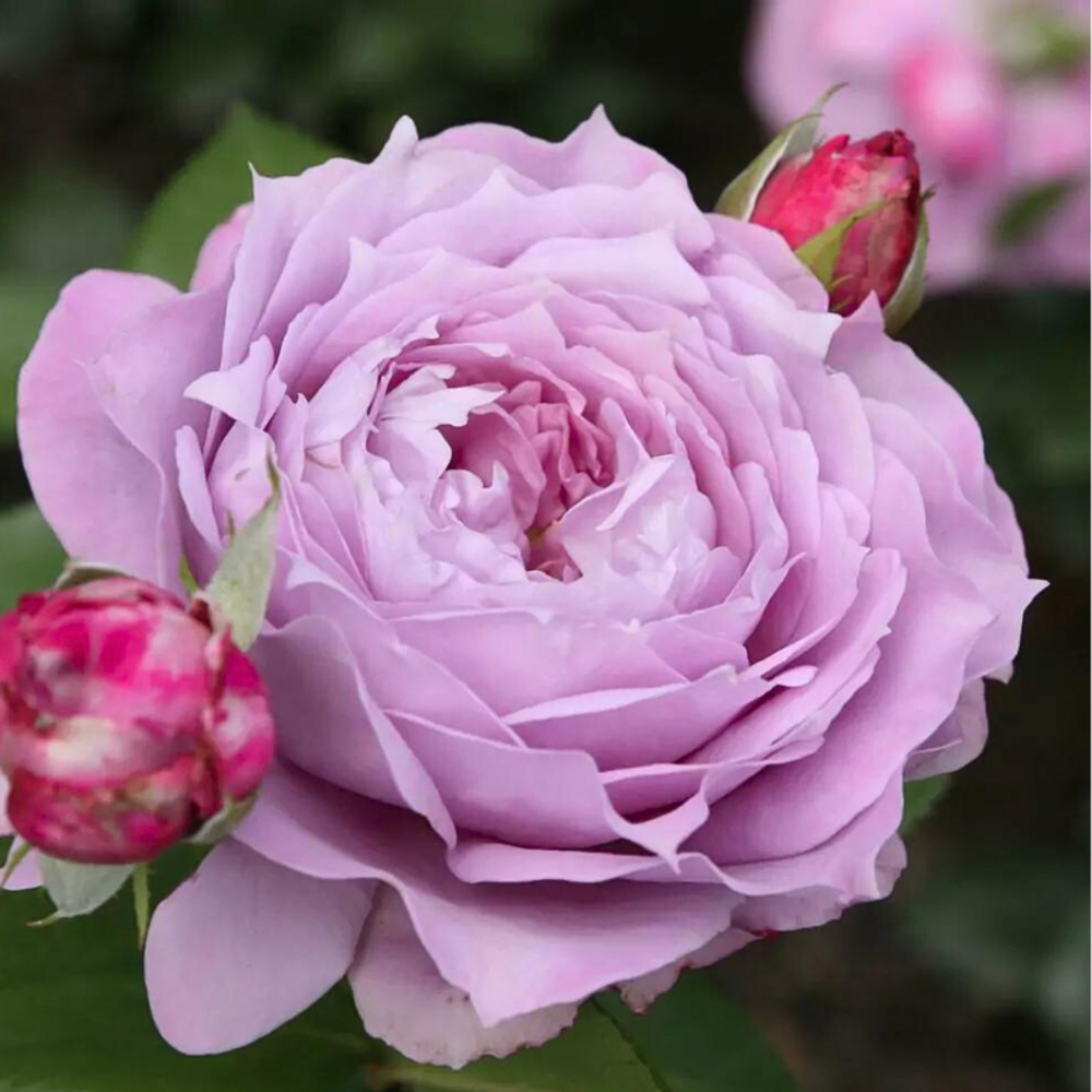 Rosier novalis pétale violet floribunda - racines nues