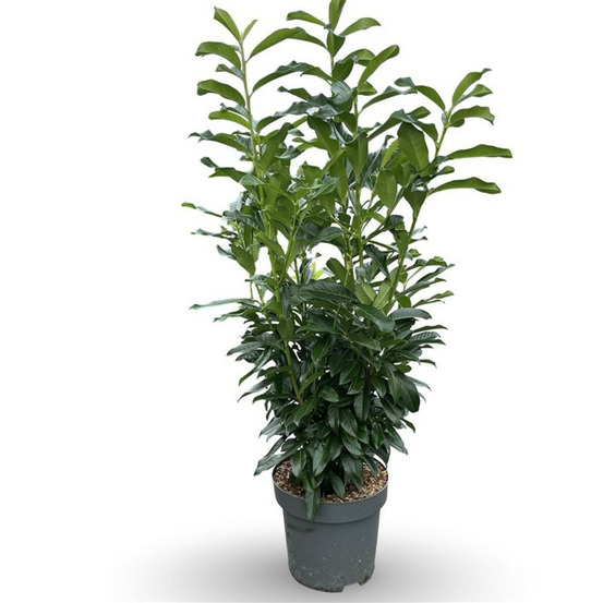 Laurier-cerise genolia 100/125cm pot 12l - prunus laurocerasus genolia