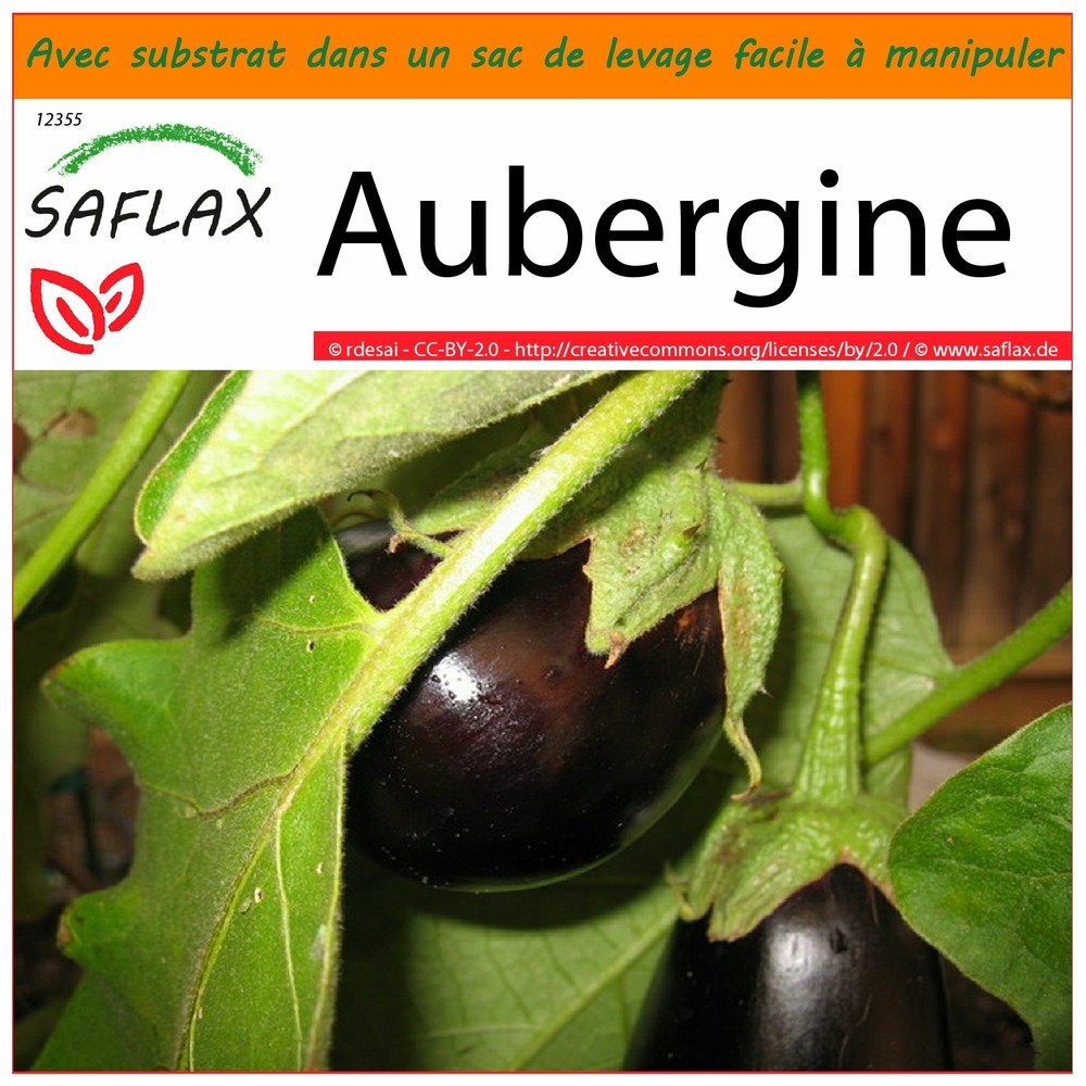 Garden in the bag - aubergine - 20 graines - solanum melonga
