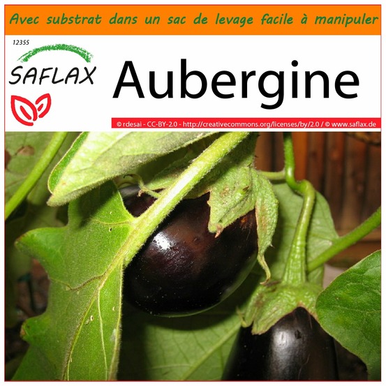 Garden in the bag - aubergine - 20 graines - solanum melonga