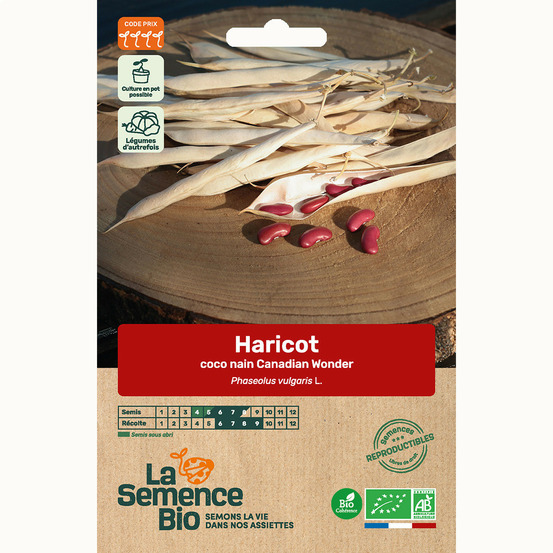 Haricot coco nain canadian wonder - graines bio