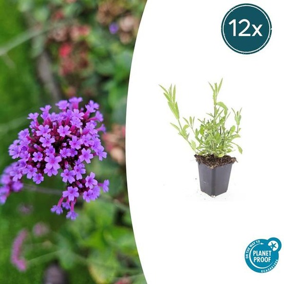 Verveine de buenos aires x12 – entre 0,75 et 1m2