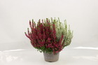 Plant de bruyere calluna bicolore  pot 13 cm