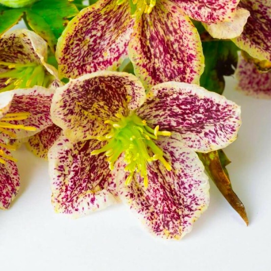 Clématite cirrhosa 'freckles'