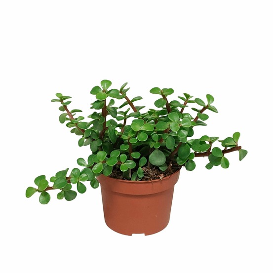 Portulacaria afra - plante grasse d'intérieur
