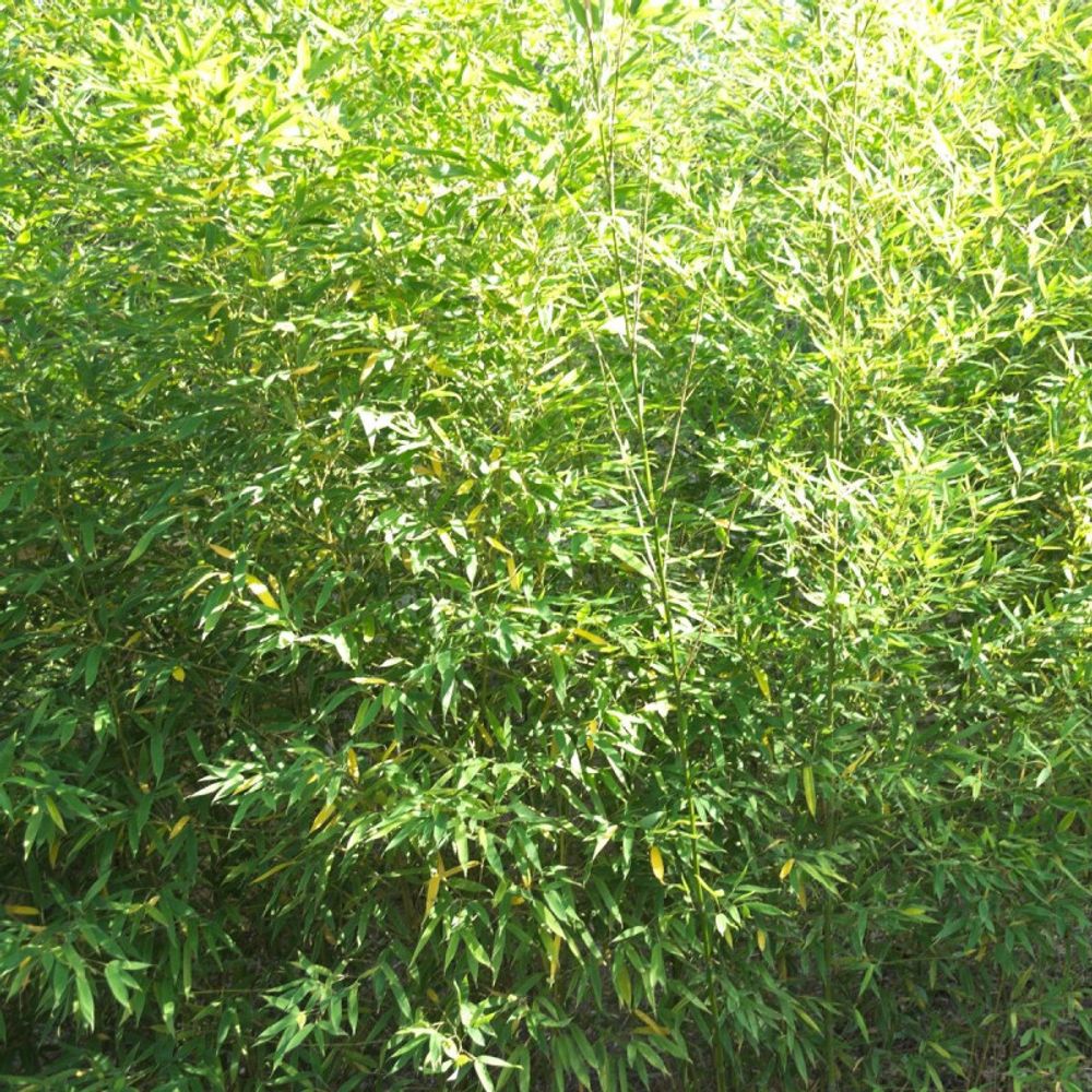 Bambou doré, phyllostachys pot de 25l - 175/200 cm