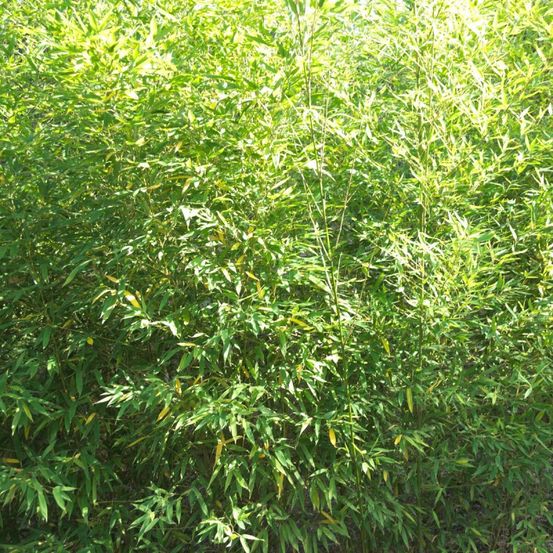 Bambou doré, phyllostachys pot de 25l - 175/200 cm