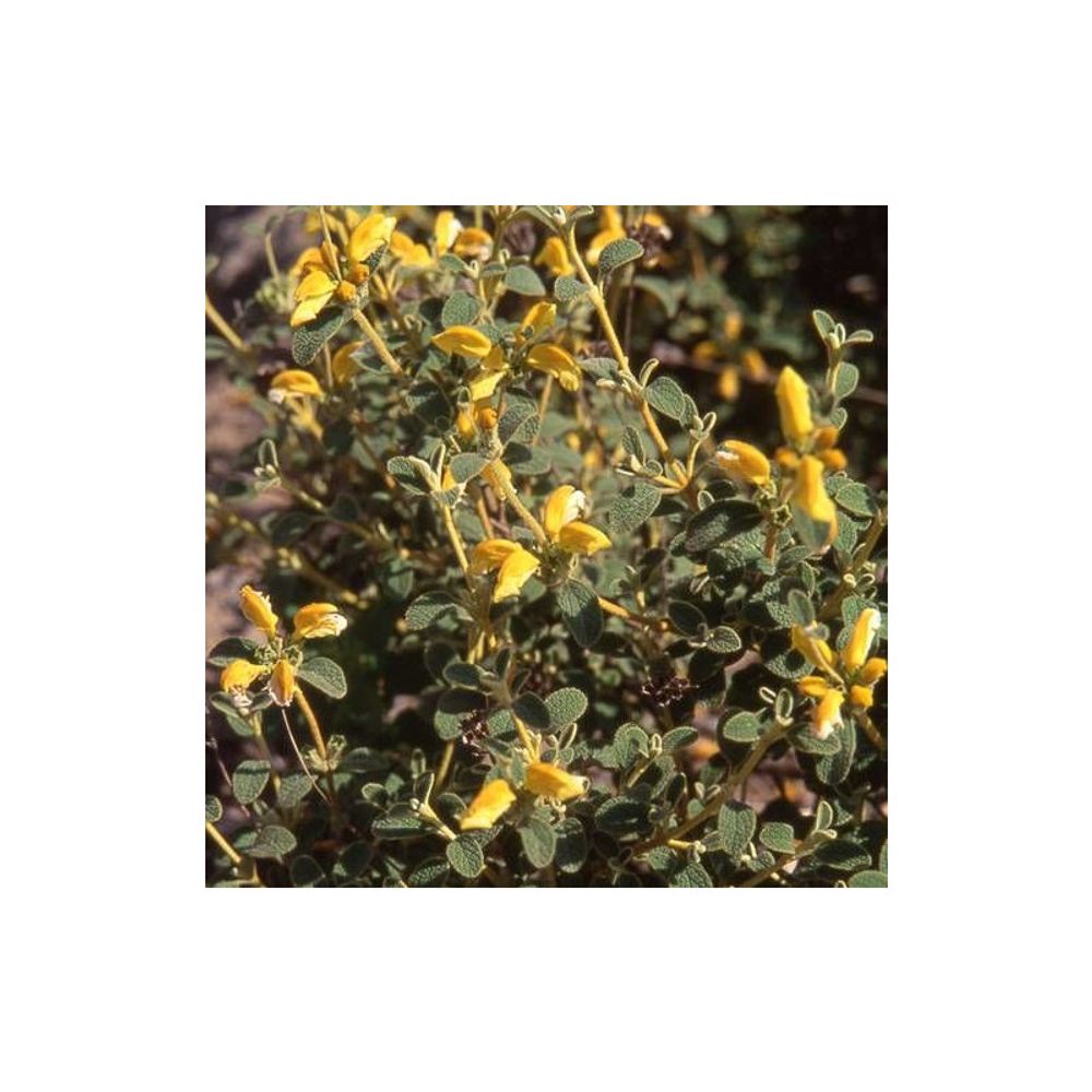 Sauge de jérusalem à petites feuilles lot de 5 godets