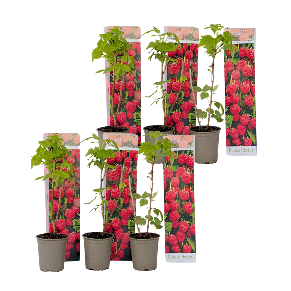 Framboisier - set de 6 - rubus ideaus 'autumn bliss' - hauteur 25-40cm - ⌀9cm