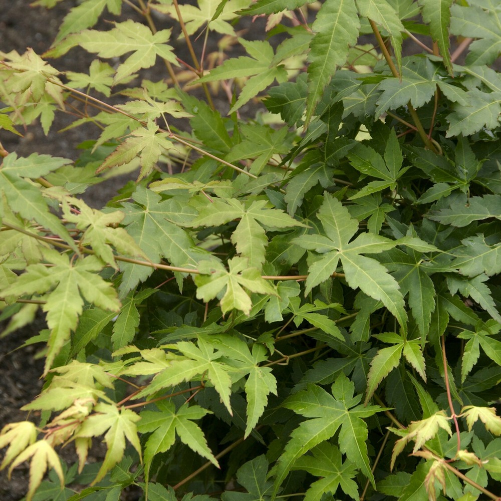 Erable du japon bi hoo - le pot / ø 9cm