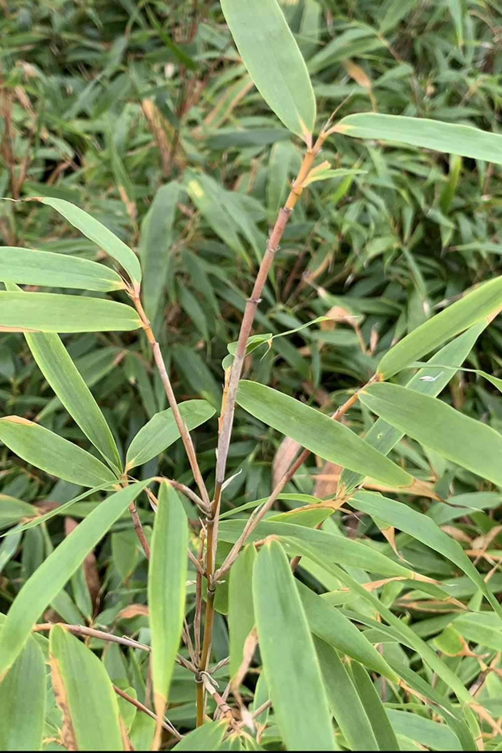 Bambou non traçant 'formidable wenchuan' - en pot de 5 litres
