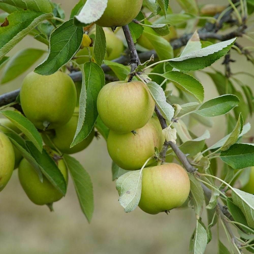 Pommier colonnaire azay-le-rideau® 'delwibo' pot de 7,5l - 80/100 cm