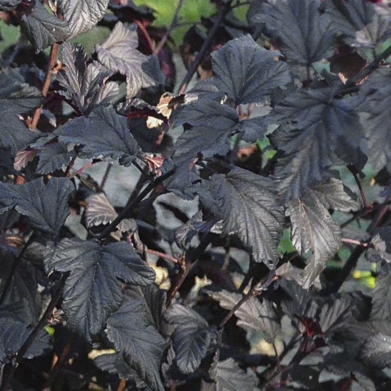 Physocarpe à feuilles d'obier 'all black' pot de 3l/4l