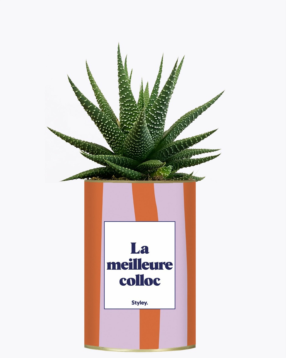 Plante à message - la meilleure colloc - cactus