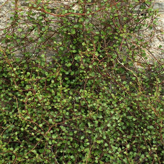 Muehlenbeckia complexa mini-plante